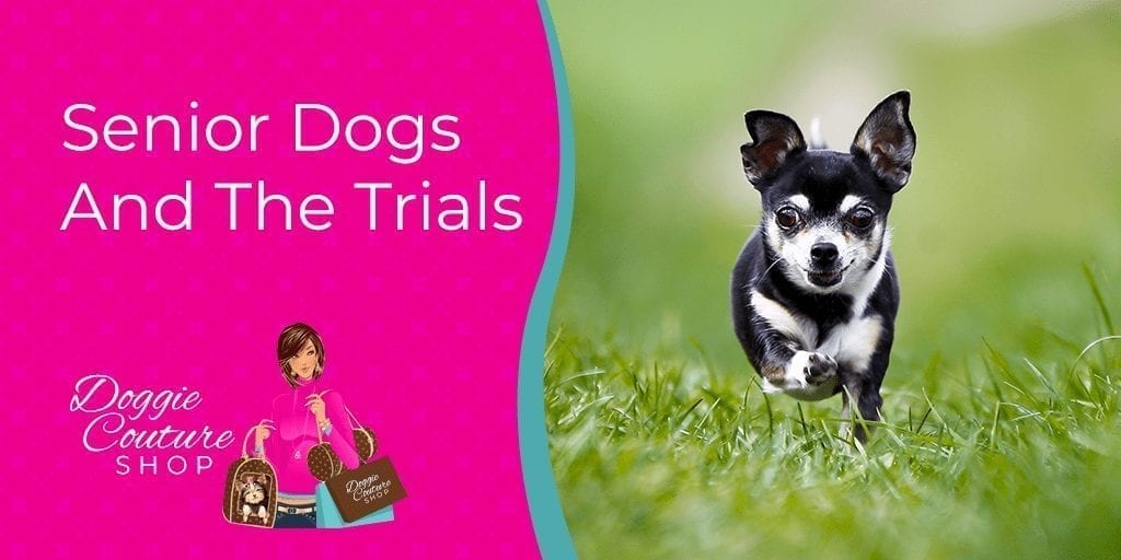 Senior Dogs And The Trials