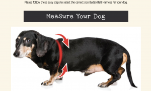 Buddy Belt Size Chart Measurement Picture