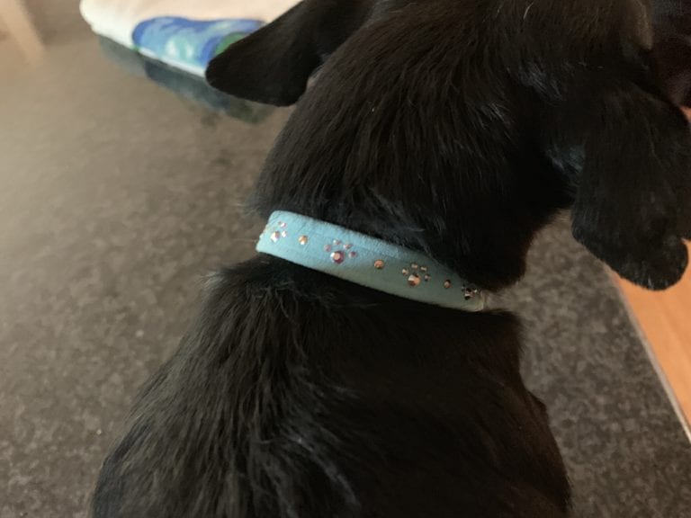 hope in crystal paws collar