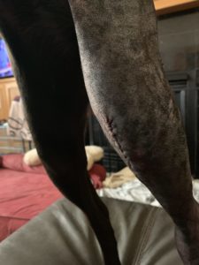lucy leg swelling