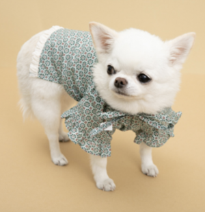 misty lace dog blouse