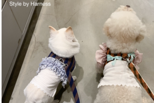 smoothie dog harness set