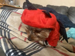 clearance red devil dog costume
