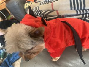 clearance red devil dog costume