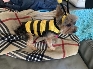 clearance bumble bee costume