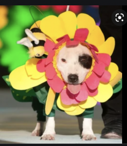 clearance flower dog costume