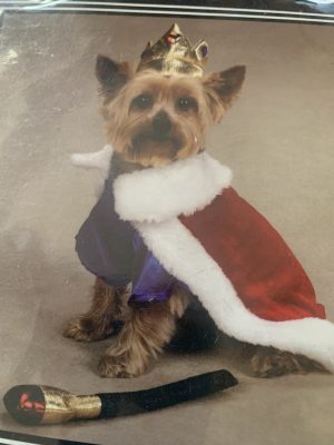 clearance royal pup dog costume