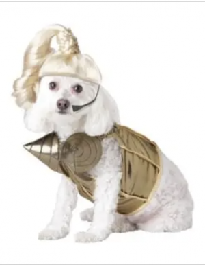 clearance pop queen dog costume