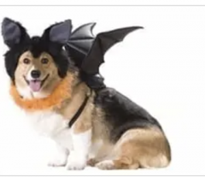 clearance bat dog costume