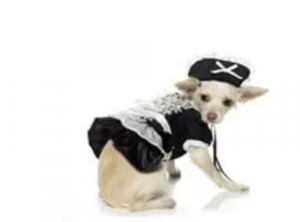 clearance french maid dog costume