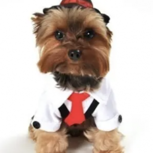 clearance gangster dog costume