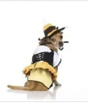 clearance kandy korn witch dog costume