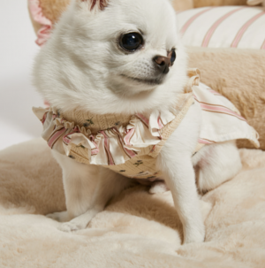 bohemian dress for dogs