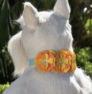 darla flower dog collar