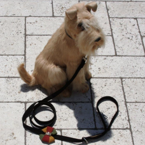 autumn dog leash
