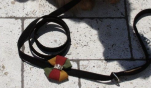 autumn dog leash
