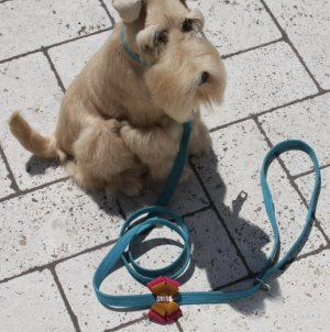 isabella dog leash