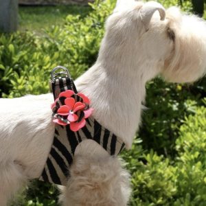 sarah step in dog harness