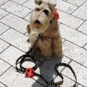 sarah dog leash