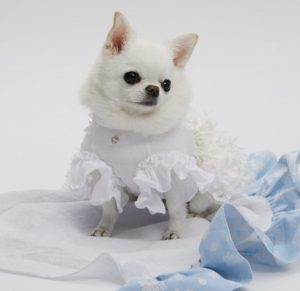 white gleam dog dress