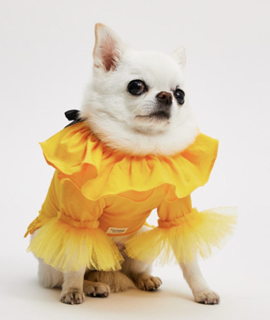 Dopamine Dog Blouse - 1 Vibrant Look | Doggie Couture Shop