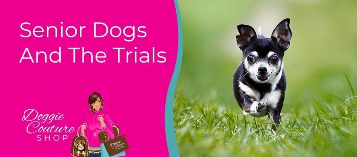 Senior Dogs And The Trials