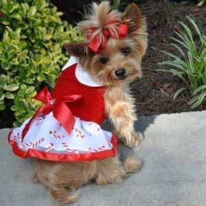 Dog Harness Dress
